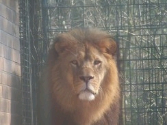 Löwe Lukas aus dem Dortmunder Zoo